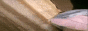 senkodev